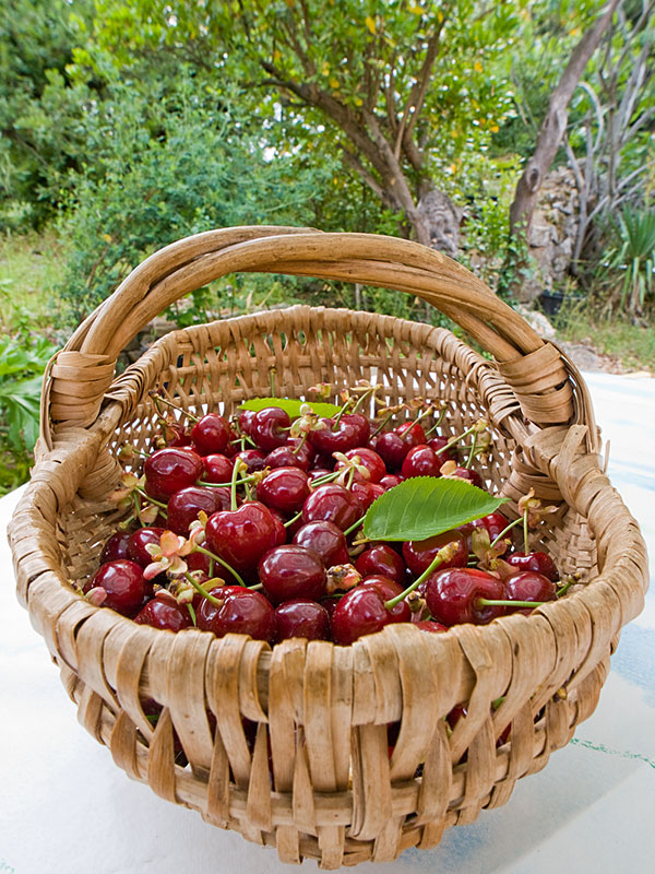 Panier de cerises Cerise-panier1
