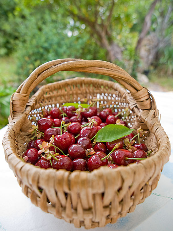 Panier de cerises Cerise-panier1b