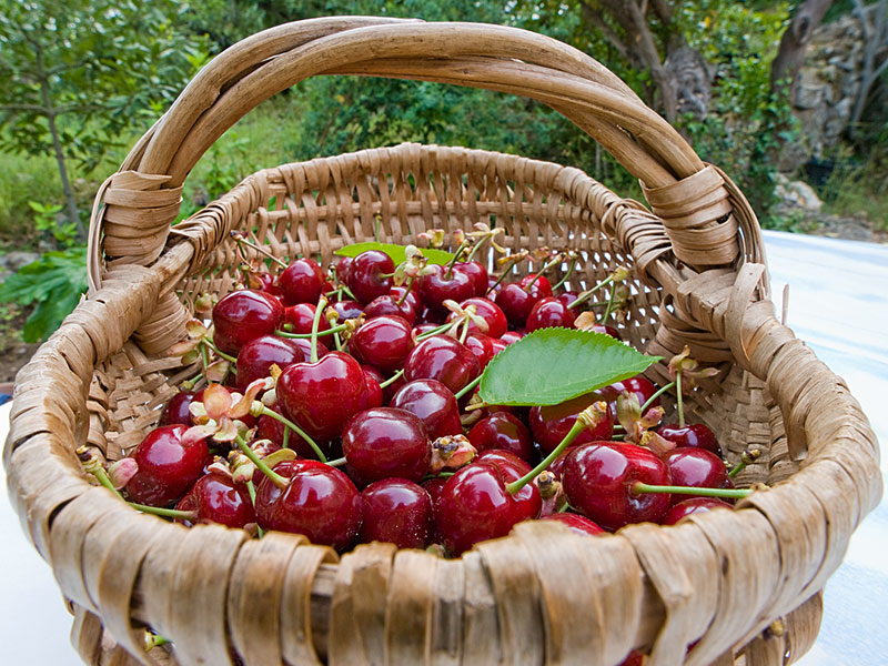 Panier de cerises Cerise-panier2