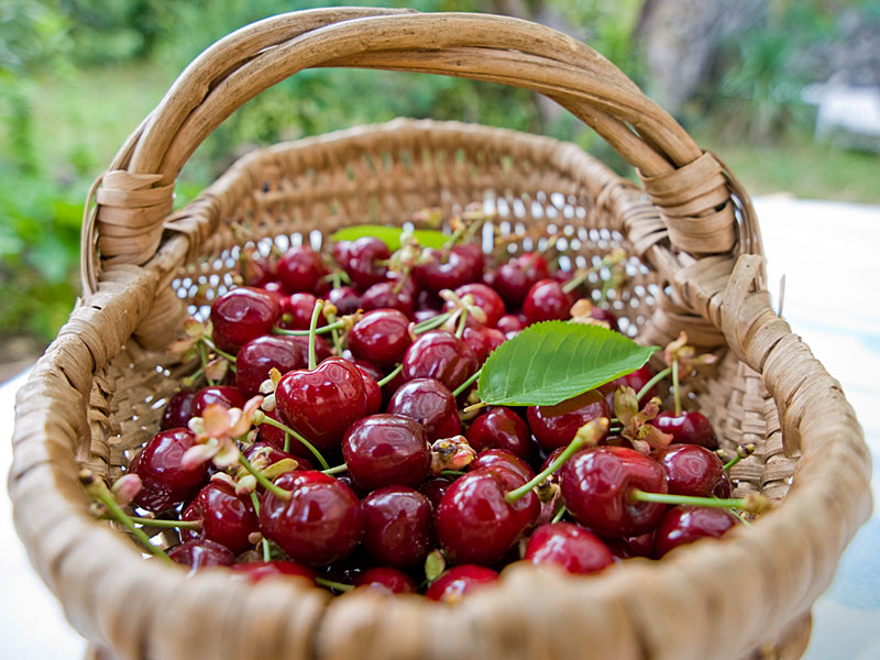 Panier de cerises Cerise-panier2b