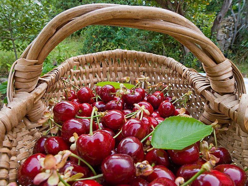 Panier de cerises Cerise-panier3